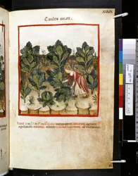 Theatrum sanitatis door Ububchasym de Baldach: 