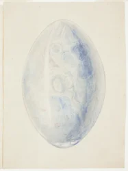 Overzicht van ovale schelpsteen