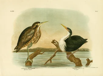 Australische Roerdomp, 1891