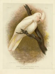 Bloedbevlekte Kaketoe, 1891