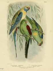 Blauwwangparkiet