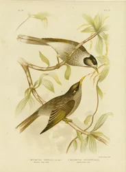 Kletserige honingeter of lawaaimaker, 1891