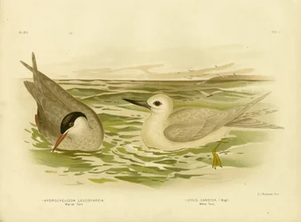 Moerasstern, 1891