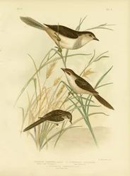 Roodgetinte Cincloramphus of Roodzanglijster
