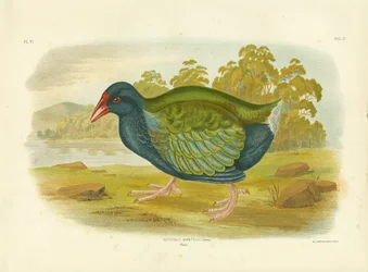 Takahe