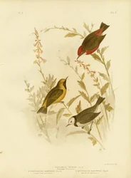 Tricolored Ephthianura, 1891