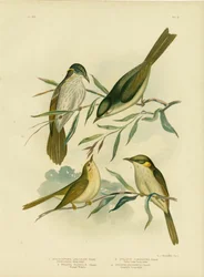 Uniformkleurige honingeter of witgerande honingeter, 1891