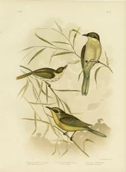 Wattle-Wang Honingeter of Paars-Gegapte Honingeter, 1891