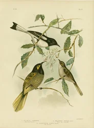 Geelwangige honingeter, 1891