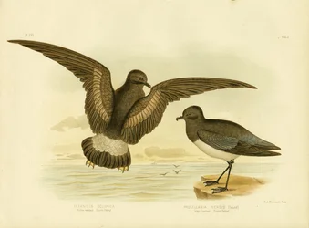 Geel-gevleugelde stormvogel, 1891