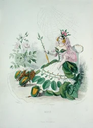 De roos (Rosa Centifolia) de koningin van de bloemen, uit 