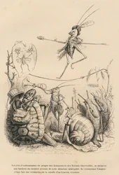 Krekel die trompet speelt voor een schildpad, een slak en naaktslakken. Boven hem balanceert een andere krekel op een draad. Vignetten geïllustreerd door J. J. Grandville. Door Godard gesigneerde gravure in het gedeelte getiteld ’De avonturen van een
