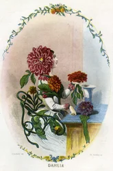Illustratie voor 