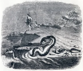 De kop en de staart van de slang (La tete et la queue du serpent) - Fabels van La Fontaine