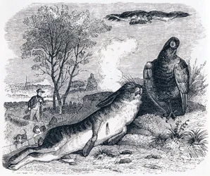 De haas en de patrijs (Le lievre et la perdrix) - Fabels van La Fontaine