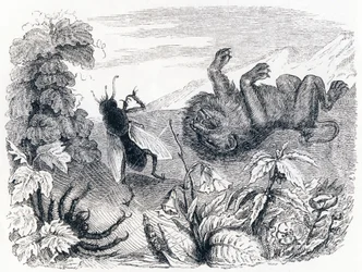 De leeuw en de mist - Fabels van La Fontaine