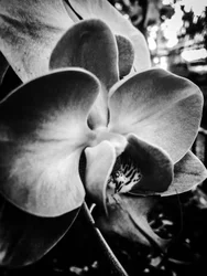 Bloem nr. 11, 2025 (foto)