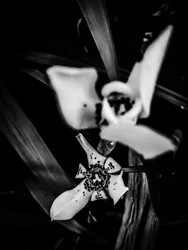 Bloem nr. 31, 2025 (foto)