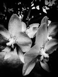 Bloem nr. 3, 2025 (foto)