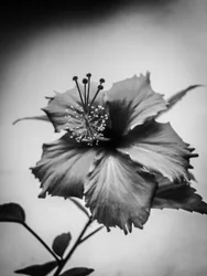 Bloem nr. 42 (foto)