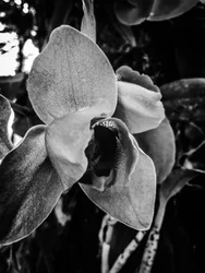 Bloem nr. 43 (foto)
