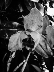 Bloem nr. 44 (foto)
