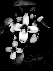 Bloem nr. 51 (foto)