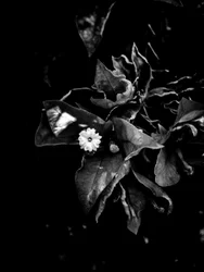 Bloem nr. 52 (foto)