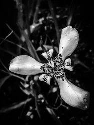 Bloem nr. 53 (foto)