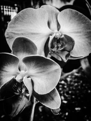 Bloem nr. 9, 2025 (foto)