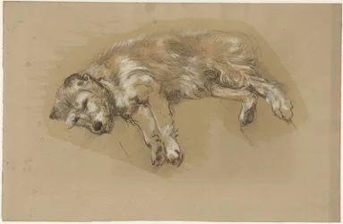 Liggende hond