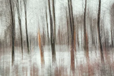 Samenvatting: Winterbos