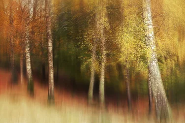 Het Gouden Berkenbos