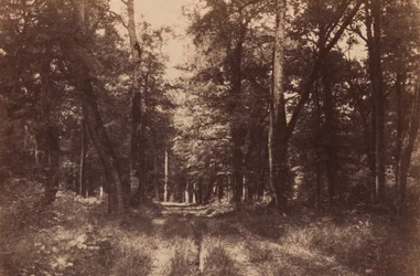 Bas-Breau, Bos van Fontainebleau,1852 (foto)