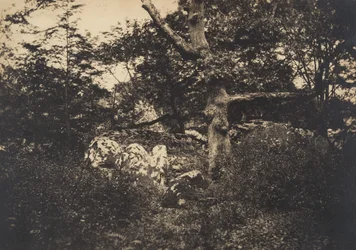 Eik in de rotsen bij Fontainebleau, 1849-52