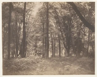 Het bos van Fontainebleau