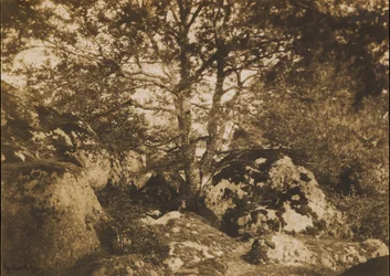 [Eik en rotsen, bos van Fontainebleau], 1849-52
