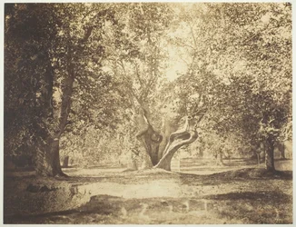 Boom, Bos van Fontainebleau, ca. 1856