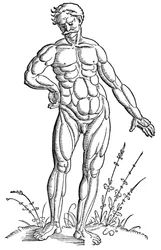 Baldung - Anatomie - Mens