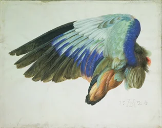 De Rechtervleugel van een Blauwe Roller