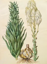 Lilium candidum monstrosum uit het album Gottorfer Codex, c.1650