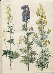 Aconitum lycoctonum (noordse monnikskap); Aconitum napellus (echte monnikskap); Aconitum anthora (fijnbladige monnikskap)