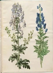 Aconitum variegatum (bonte monnikskap); Aconitum napellus (echte monnikskap)