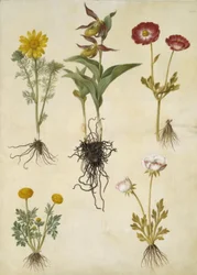 Adonis vernalis (voorjaarsadonis); Cypripedium calceolus (grote vrouwenschoen); Ranunculus asiaticus (tuinranonkel); Ranunculus (soort ranonkel)