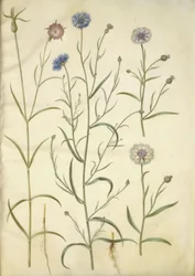 Agrostemma githago (gewone bolderik); Centaurea cyanus (korenbloem)