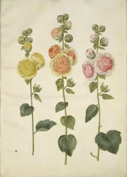 Alcea rosea (tuinstokroos)
