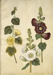 Alcea rosea (tuinstokroos)
