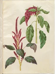 Amaranthus cruentus (rode amarant); Amaranthus caudatus (vossenstaart-amarant)