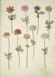 Anemone coronaria (Franse anemoon)