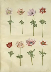 Anemone coronaria (Franse anemoon)